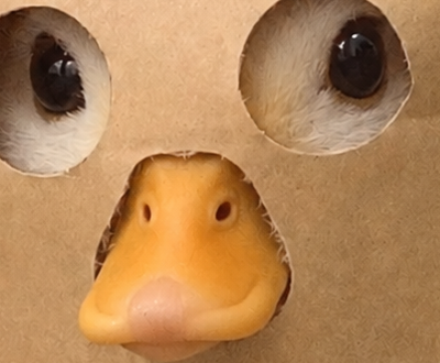 Close up of ZDUCK beak
