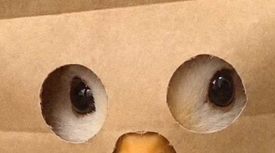 Close up of ZDUCK eyes